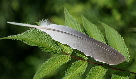 Facts About Feather Banners Dialang