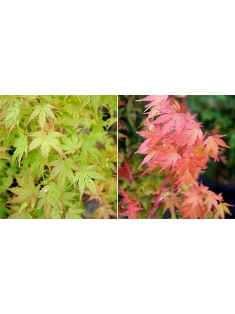 Acer Palmatum Momiji Pianta Giapponese In Vaso