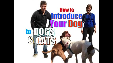 How To Introduce A New Dog To Your Other Pets