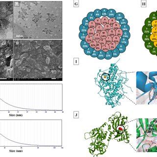 Cytotoxicity Of LP And LF Against Human Caco2 HepG2 And MCF7 Cancer