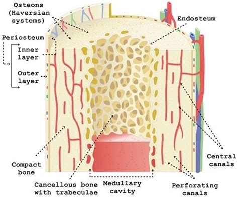 Compact bone location and function