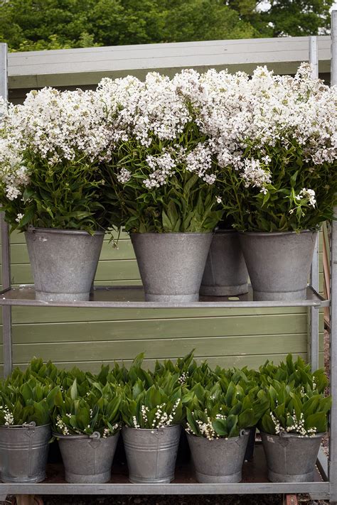 How To Grow And Arrange Lily Of The Valley The Real Flower Company Blog