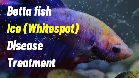 Betta Fish Ich White Spot Decease Treatment Youtube