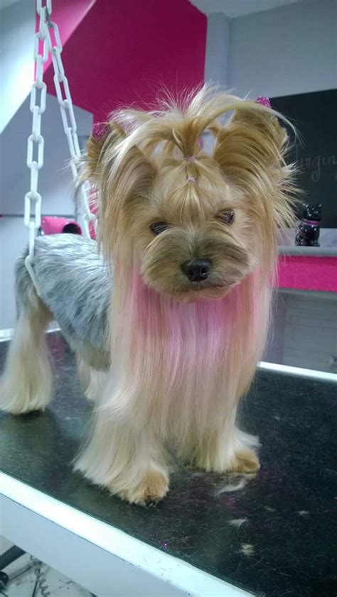 Yorkie Yorkie Pet Grooming Dog Grooming Tips