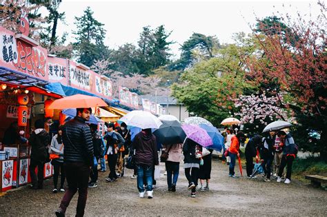 Hirosaki Cherry Blossom Festival: A 2,500-tree Wonderland