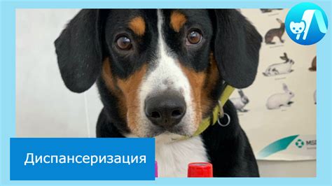 Диспансеризация — профилактика развития заболеваний