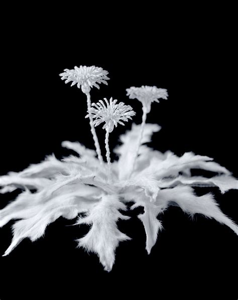 Dandelion 03 Bone Flower 2013 By Hideki Tokushige Botanical