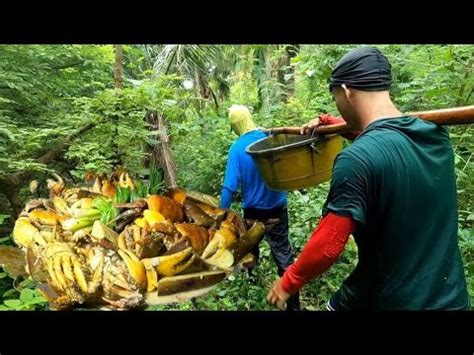 Amazing Land Crab Kuray Mud Trapping Youtube