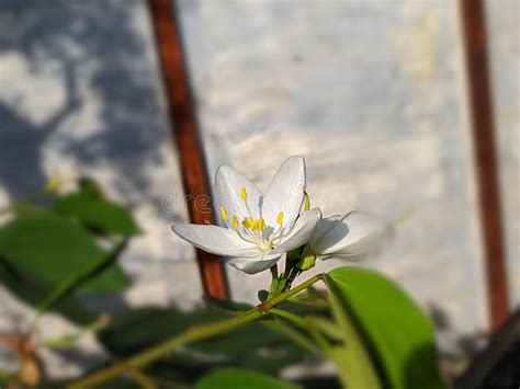 Bauhinia Acuminata Is A Species Of Flowering Shrub Native To Tropical