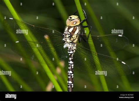 Southern Hawker dragonfly Stock Photo - Alamy