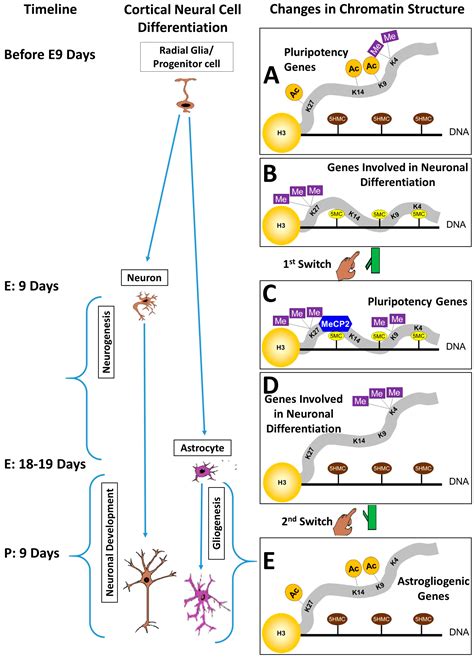 Genes Free Full Text Chromatin Switches During Neural Cell