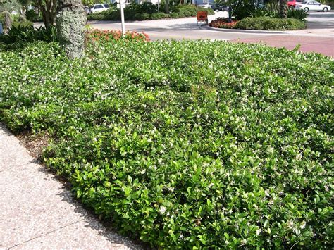 Star Jasmine Ground Cover Images - ground cover crossword