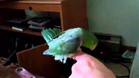 Parrot Salsa Dance Funny Youtube