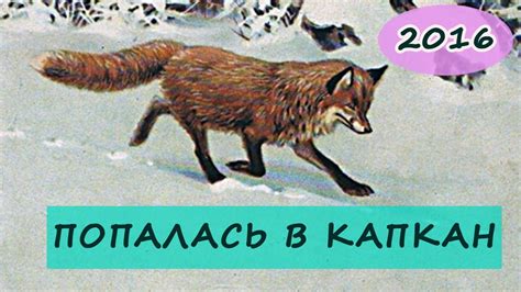 ОХОТА НА ЛИСУ 2016, КАПКАН НА ЛИСУ, СМЕРТЬ ЛИСЫ, - YouTube