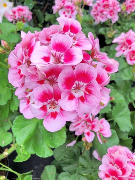 Geranium Tanaman Cantik Nan Harum Pengusir Nyamuk Agrozine