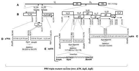 Vaccines Free Full Text A Triple Gene Deleted Pseudorabies Virus Vectored Subunit Pcv2b And