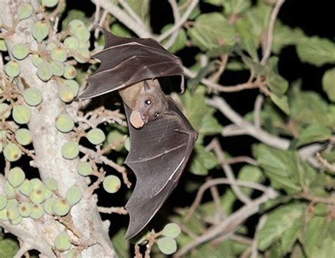 Philippine Pygmy Fruit Bat Life Expectancy