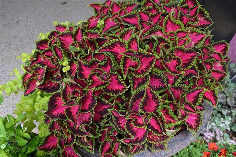 Coleus Heartbreaker Ball