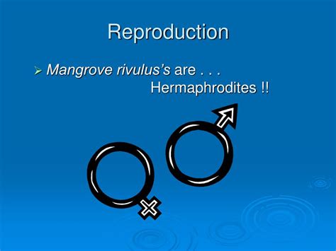 Ppt Mangrove Rivulus Powerpoint Presentation Free Download Id726132