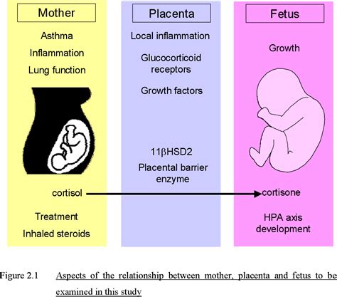 The Effect Of Maternal Asthma During Pregnancy On Placental Function