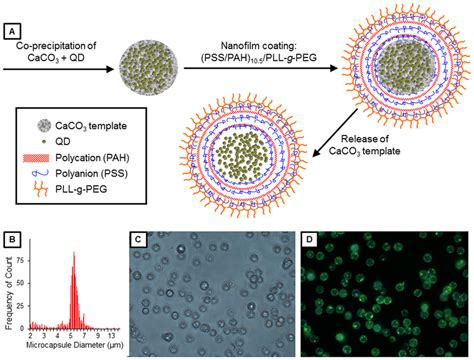 Quantum Dot Loaded Microcapsule Characterization A Schematic