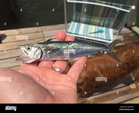 Atlantic Spanish Mackerel Scomberomorus Maculatus Actinopterygii
