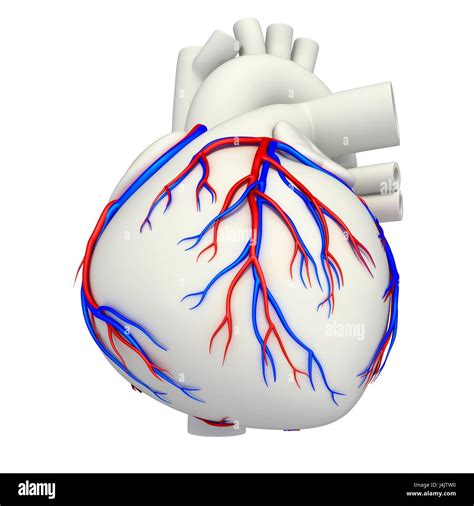 Ilustraci N De Los Vasos Sangu Neos Coronarios Del Coraz N Fotograf A
