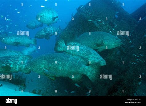 Goliath Grouper Underwater Wreck Hi Res Stock Photography And Images