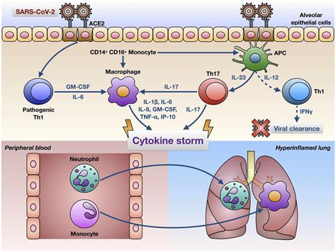 Hypothetical Mechanisms Underlying The Cytokine Storm Induced By