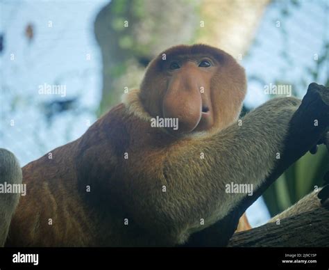 Big Nose Monkey Hi Res Stock Photography And Images Alamy