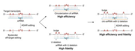 Nature Biotechnology 魏文胜课题组报道升级版rna编辑技术：leaper 20 Biopic网站中文版