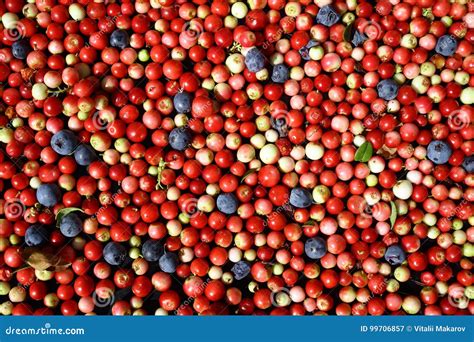 Berries Cranberries And Blueberries Top View Stock Image Image Of