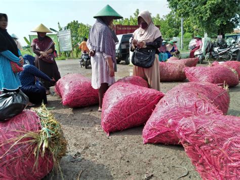 Mulai Musim Panen Harga Cabai Merah Di Brebes Turun