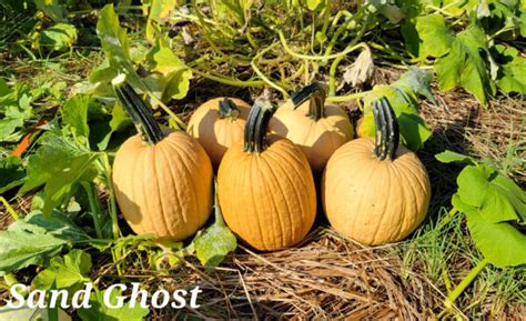 Sand Ghost Pumpkin Treated Seed Seedway