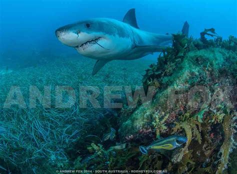 Great White Shark Expedition 5 Nights Rodney Fox Shark Expeditions