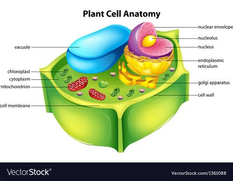 Plant Cell Anatomy Royalty Free Vector Image Vectorstock