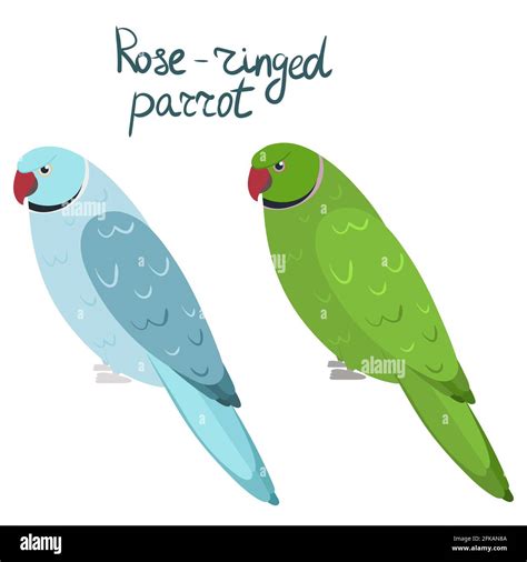 Rose Ring Necked Parakeet Stock Vector Images Alamy