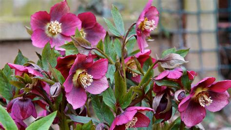 How To Grow Hellebores Sa Garden And Home