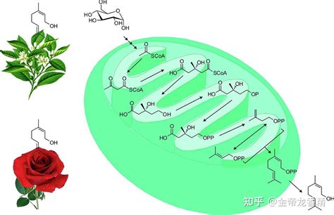 香精与香料65—橙花醇 知乎