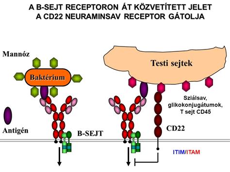 B Sejt Differenci Ci A Perif Ri N Szomatikus Hipermut Ci Ppt Let Lteni