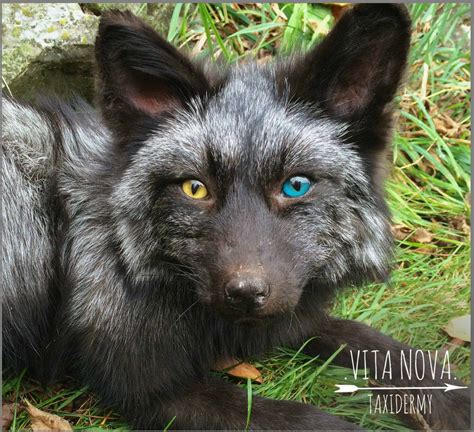 Pin By Lynne Wellejjs On Fox Silver Fox Fox Cute Animals