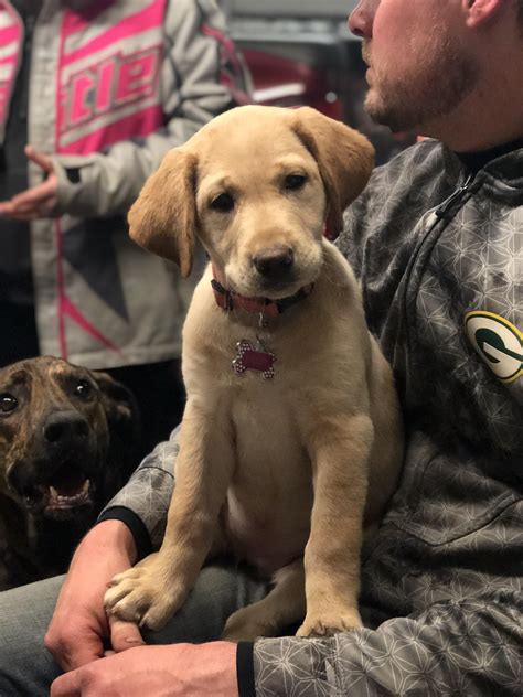 Plott Hound Lab Mix - dopi