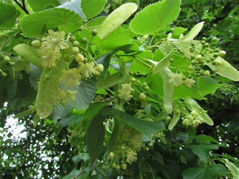 Lime Tree Linden Tree Tilia