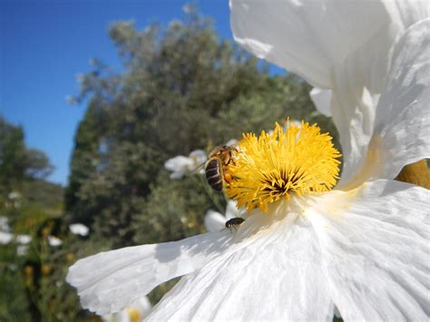 Bee Flower Nectar - Free photo on Pixabay - Pixabay