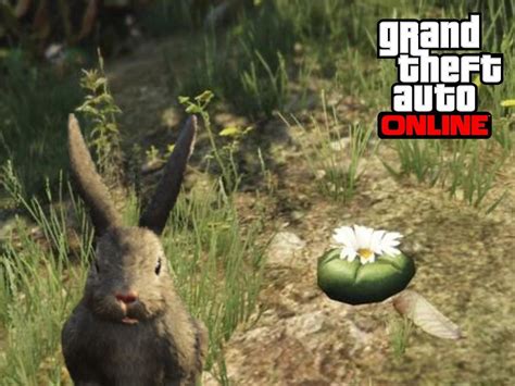 Where To Find Peyote Plants In Gta Online A Location Guide To Collect