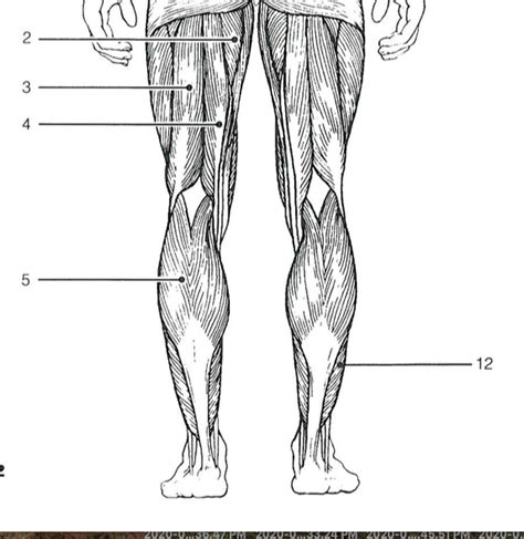 Muscle Identification 5 Diagram Quizlet