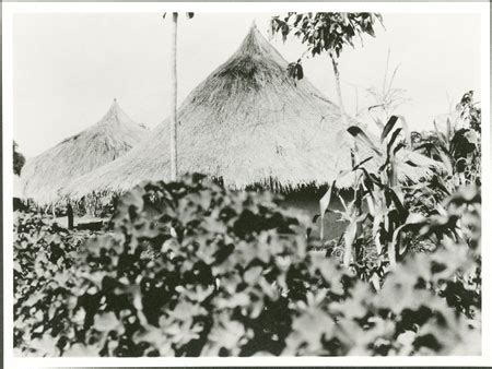 Zande Hut From The Southern Sudan Project