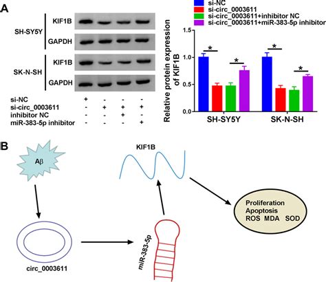 KIF1B Was Adjusted By Circ 0003611 And MiR 383 5p A The KIF1B Levels