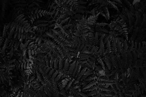 Grayscale Photo Of Fern Plant Photo Free Black Image On Unsplash