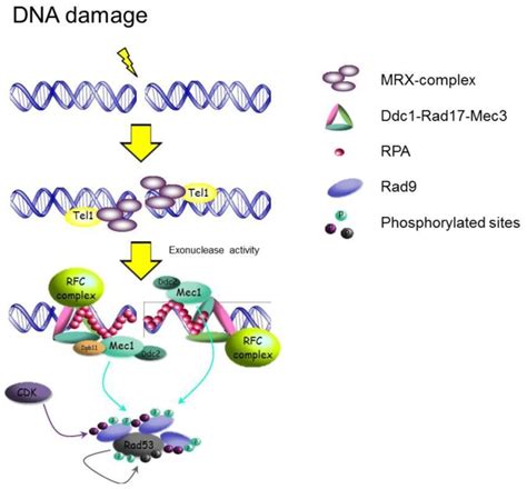 Schematic Representation Of The Dna Damage Checkpoint Activation